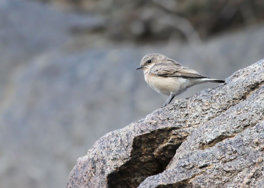 traquet noir et blanc