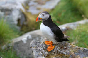 Où voir les macareux en Norvège : les plus grandes colonies du pays