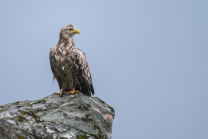 Traversée aux Lofoten