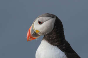 Observer les oiseaux sur l&rsquo;île de Runde