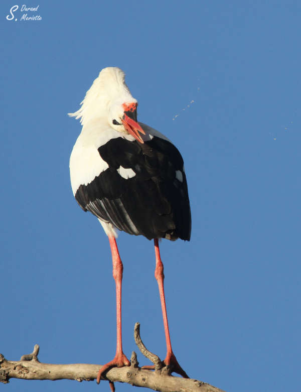 El Mata en janvier