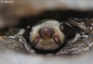 Les nuits internationales de la Chauve-souris