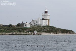 Coquet Island : Roseate tern’s Island !