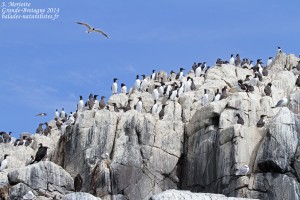 Farne Islands : Boat trip – all day Birdwatch, le tour de Staple