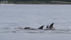 Les Grands dauphins de Moray firth