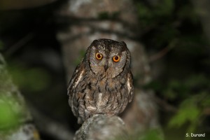 Petit-duc scops – Otus scops – Eurasian scops owl
