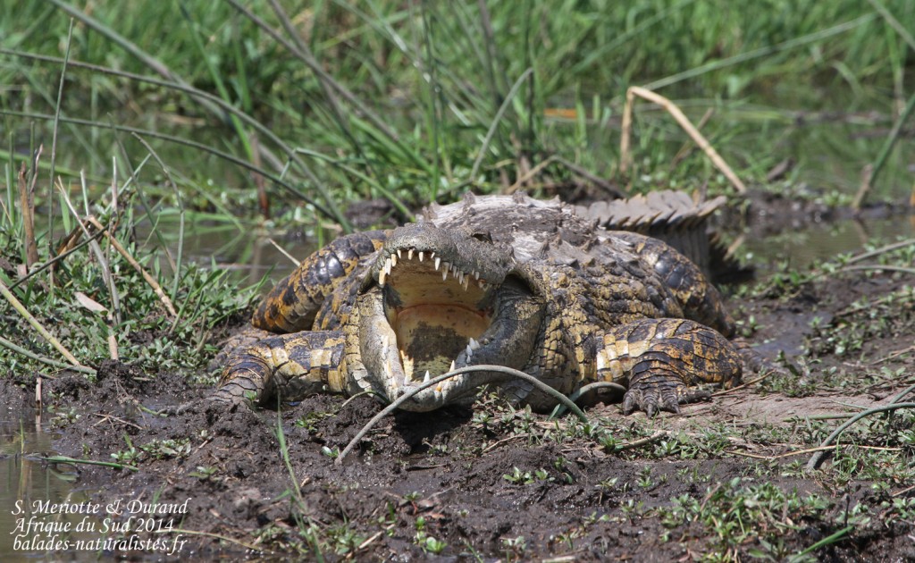 14 08 20 21 Crocodile 1024x630