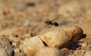Le faucon et la fourmi