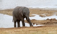 Addo Elephant National Park – J1