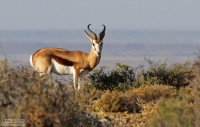 Parc National du Karoo – jour 2