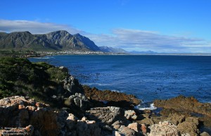 La Whale Coast et la colonie de Manchot du Cap