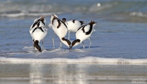 Journées mondiales des zones humides