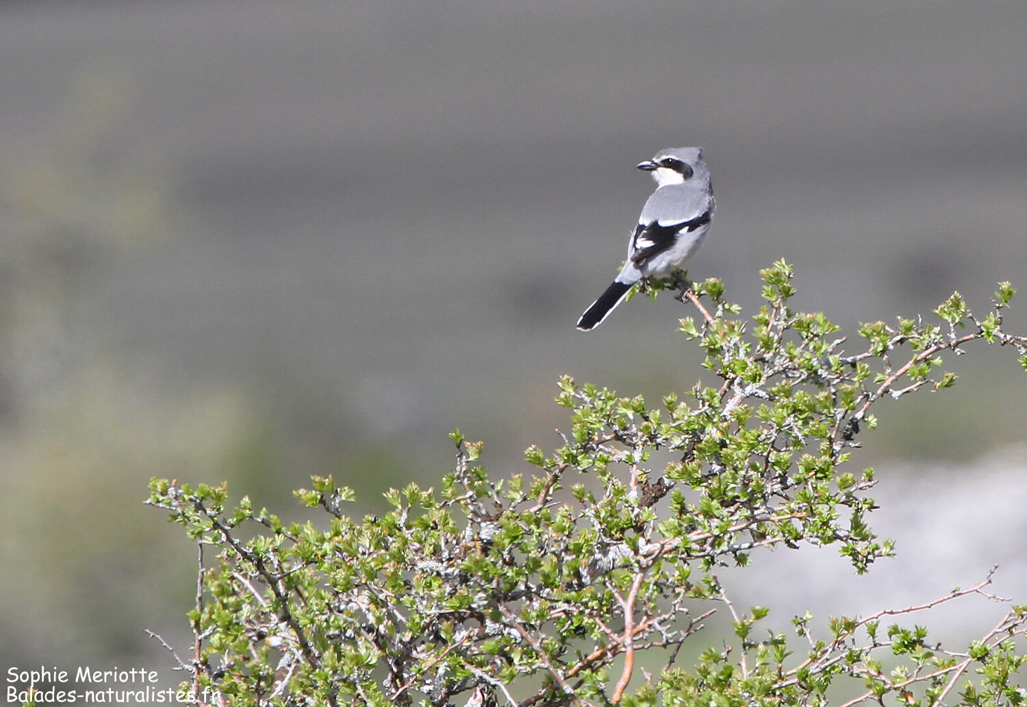 Sentier Oiseaux Des Causses Et Des Gorges Causse Méjean - Balades naturalistes