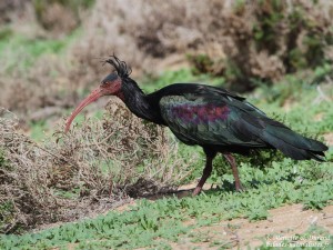 Ibis chauve – Geronticus eremita – Northern bald ibis