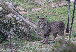 Semaine d&rsquo;observation du lynx à Andujar