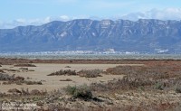 Petit tour hivernal dans le Delta de l’Ebre