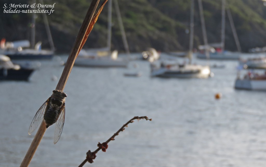 Port Cros 2cigale 1024x644