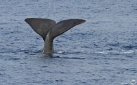 Baleines et Cachalot au large des calanques
