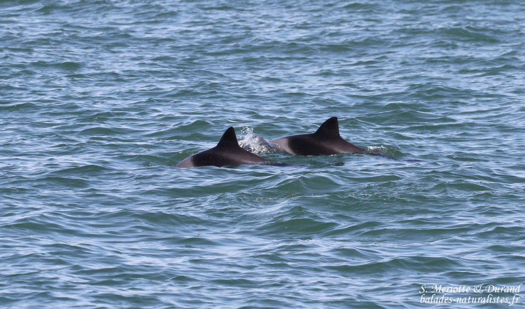 Walvis Bay 26heaviside Dolfin 1024x603