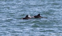 Namibie : Les dauphins de Walvis bay