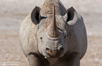 Etosha – Jour 6 : La journée des Rhinos