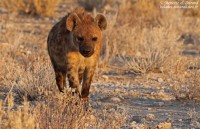 Etosha – Jour 5 : Les Hyènes d’Halali