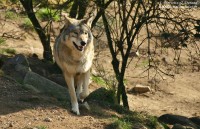 Consultation publique sur le projet de tir de 6 loups supplémentaires
