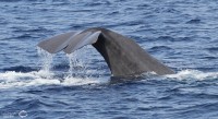 Sortie d’observation des baleines et des dauphins à Sanary