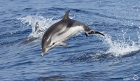 France : Sorties d’observation des baleines et des dauphins depuis Sanary