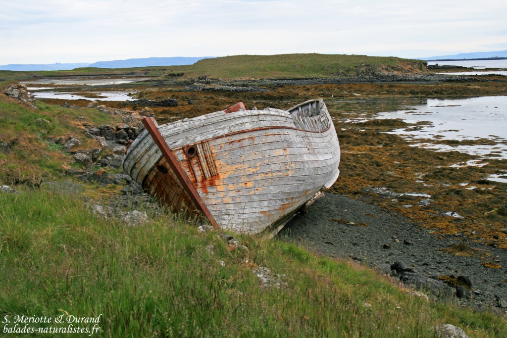 Flatey 3 1024x683