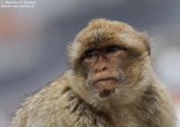 Les Macaques de Barbarie de Gibraltar