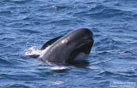 Whalewatching à Tarifa en avril