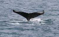 Islande : L’Eyjafjördur, les baleines de Dalvik