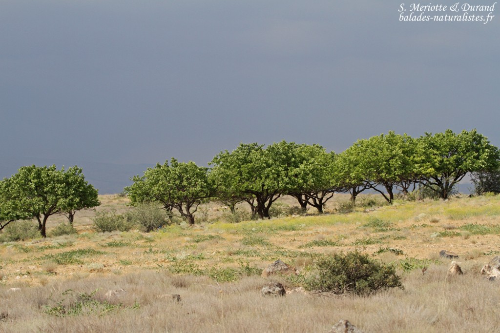 Marais Massis Armenie 2 1024x683