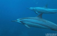 Maurice : Les dauphins de la Baie de Tamarin