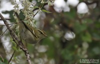 Pouillot à grands sourcils en Provence – Phylloscopus inornatus – Yellow-browed Warbler