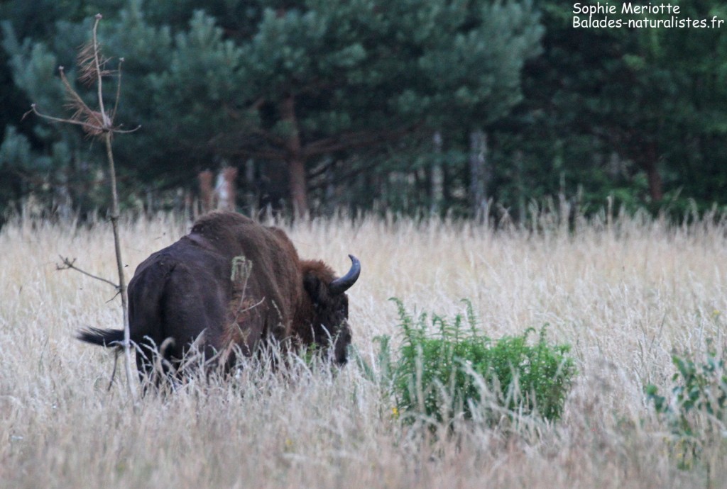 Bialowieza 10bison 1024x690