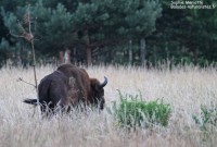 Sur les traces des derniers bisons d’Europe