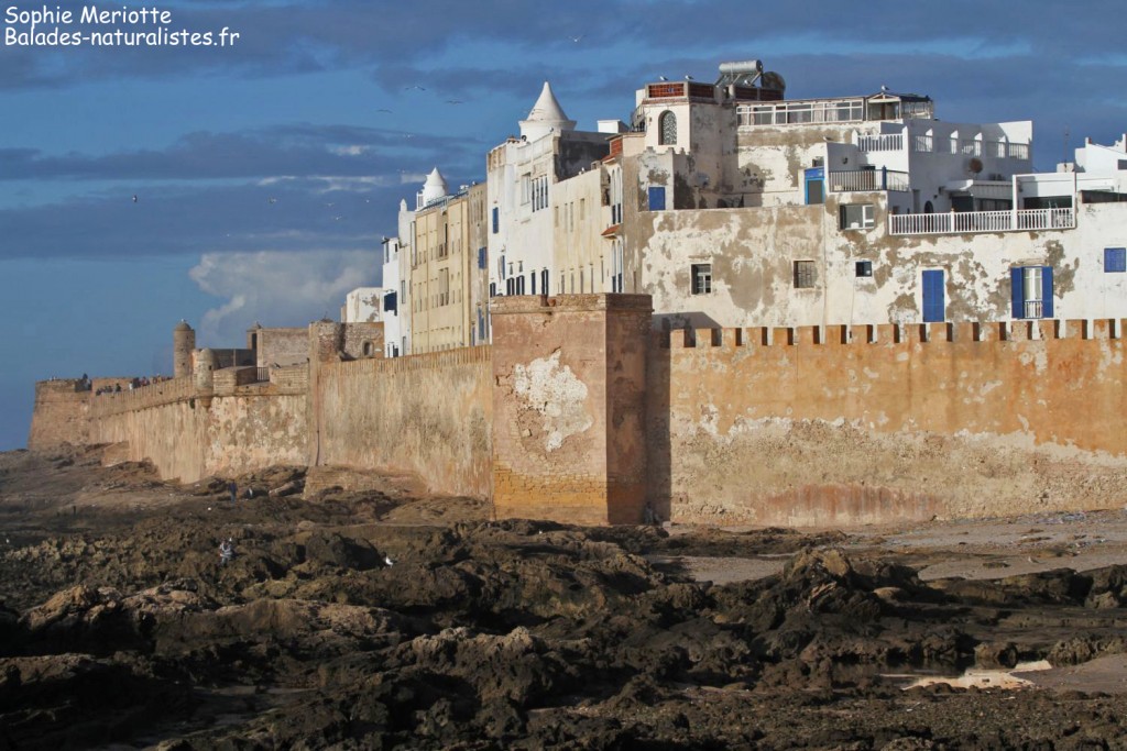 Maroc Essaouira 6 1024x683