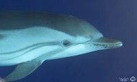 A la recherche des grands dauphins dans les eaux du parc national des calanques de Marseille