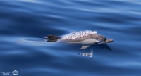 Observation des cétacés au large de Sanary : lumières magiques sur les dauphins