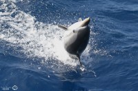 Sortie d’observation des baleines et dauphins du 24 septembre : ambiances nordiques