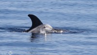 Sortie en mer du 5 septembre : des dauphins de Risso au programme !