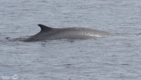 Sortie d’observation des baleines et dauphins au large de Sanary du 23 septembre.