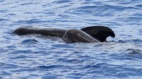 Une sortie géniale à la recherche des baleines et des dauphins de Méditerranée