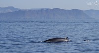 Sortie d’observation des baleines et des dauphins au large de Sanary