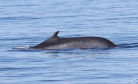 Sortie d’observation des cétacés du 22 août : la journée des baleines
