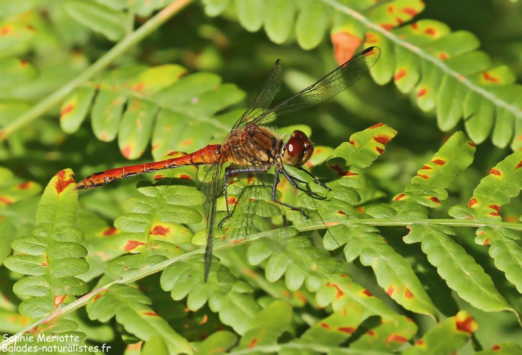 Parc National Biebrza Pologne 3sympetrum Sanguin 1024x696