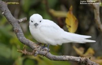 L’île aux Cocos, le paradis des oiseaux