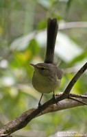 Où observer les oiseaux endémiques de Rodrigues ? La Réserve de Grande Montagne